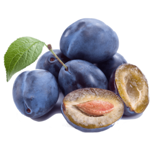 نهال آلوچه مراغه