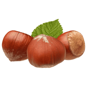 نهال فندق موری