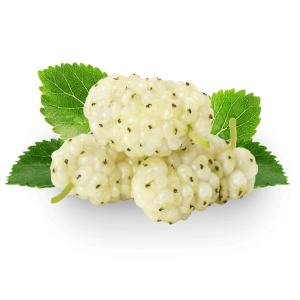 نهال توت سفید