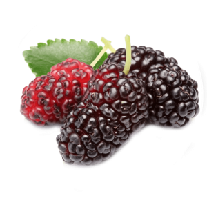 نهال توت سیاه(قرمز)