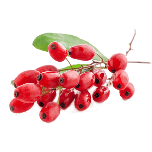 نهال زرشک بی دانه