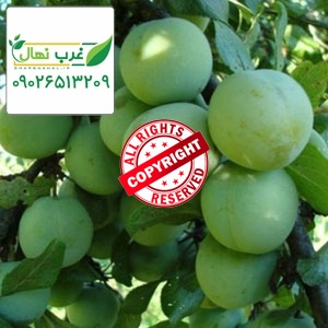خرید نهال گوجه سبز اسرائیلی 