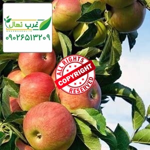 خرید نهال سیب سید عباسی مشهد